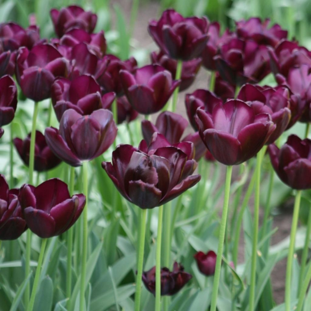 Tulipa 'Blackjack'