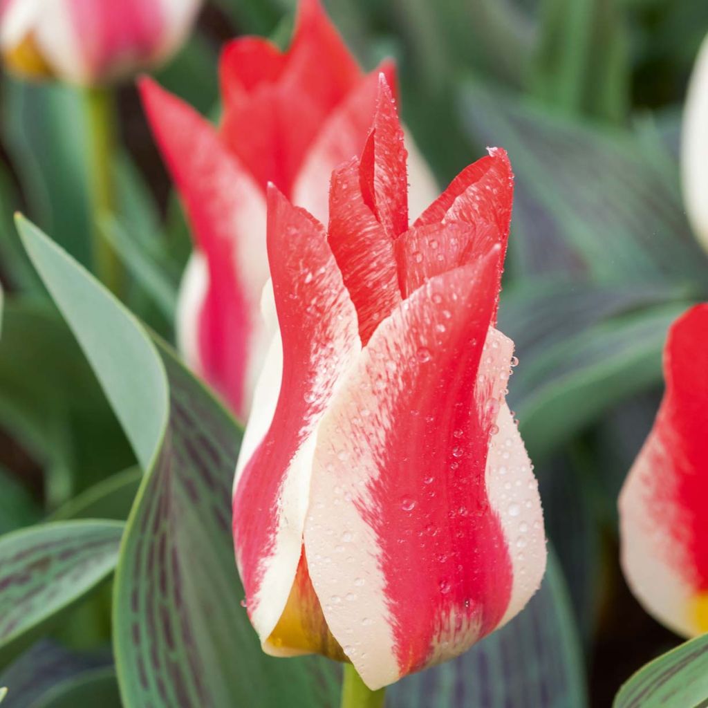 Tulipa Plaisir