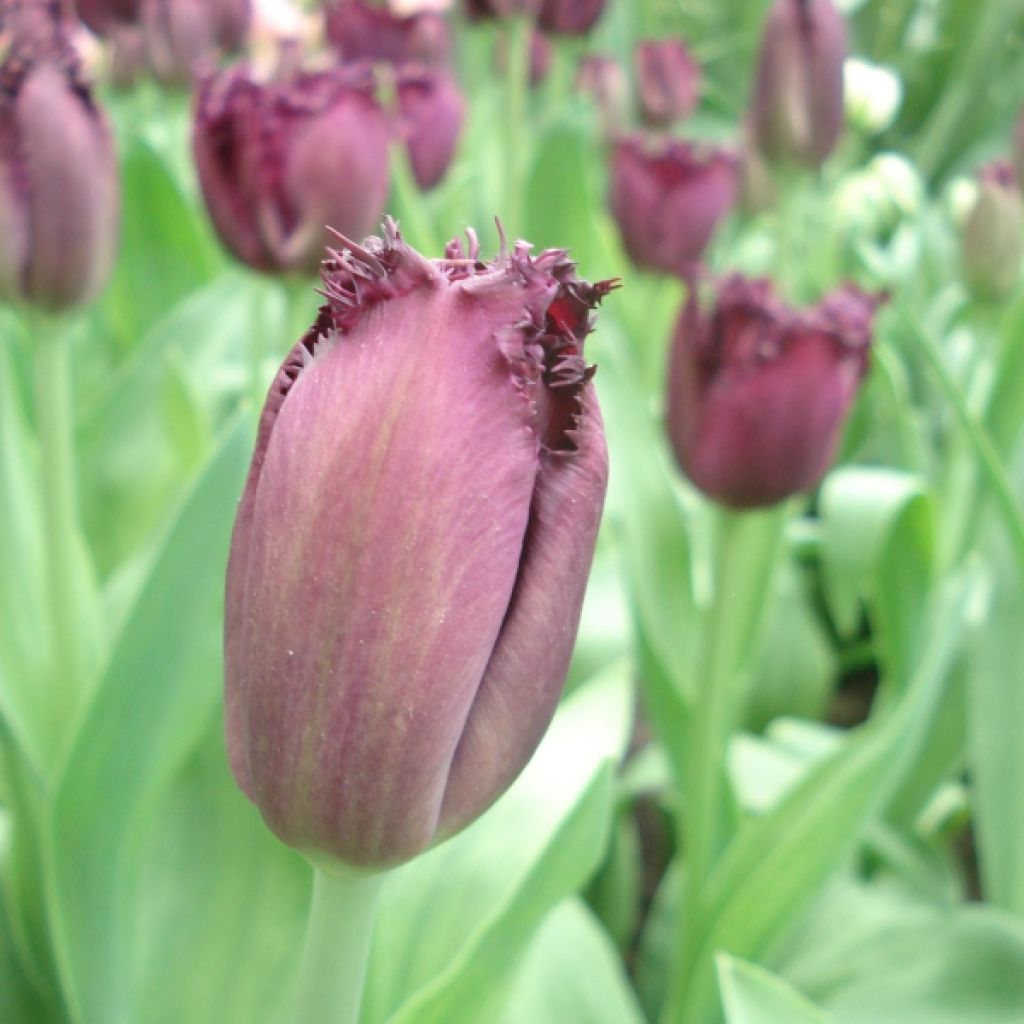 Tulipa crispa Cuban Night - Fringed Tulip