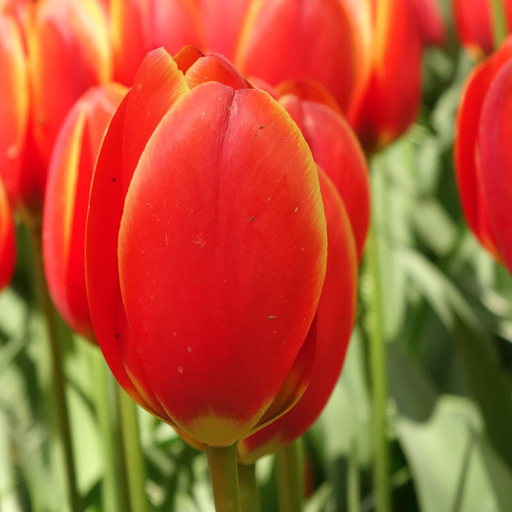 Tulipa World's Favourite - Darwin hybrid Tulip