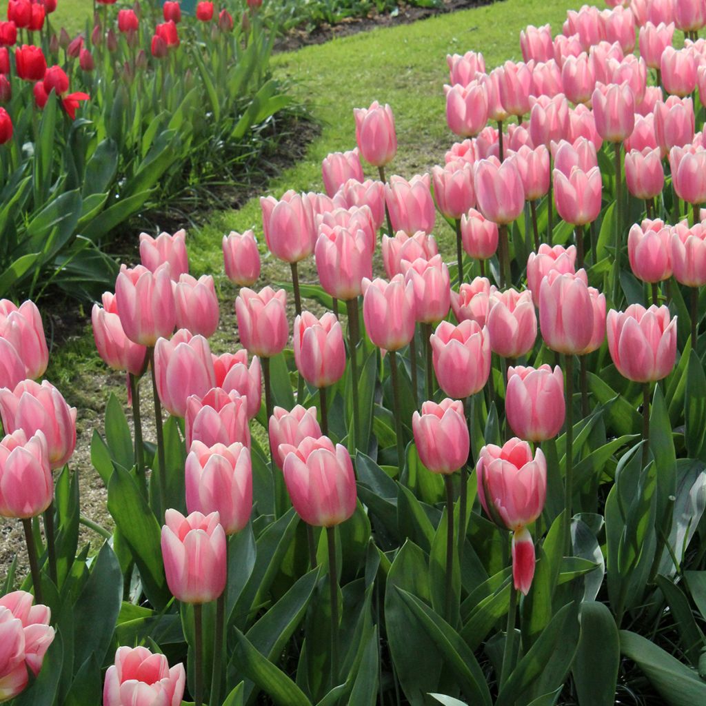 Tulipa Apricot Delight - Darwin hybrid Tulip