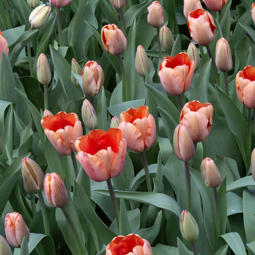 Tulipa 'Apricot Impression'