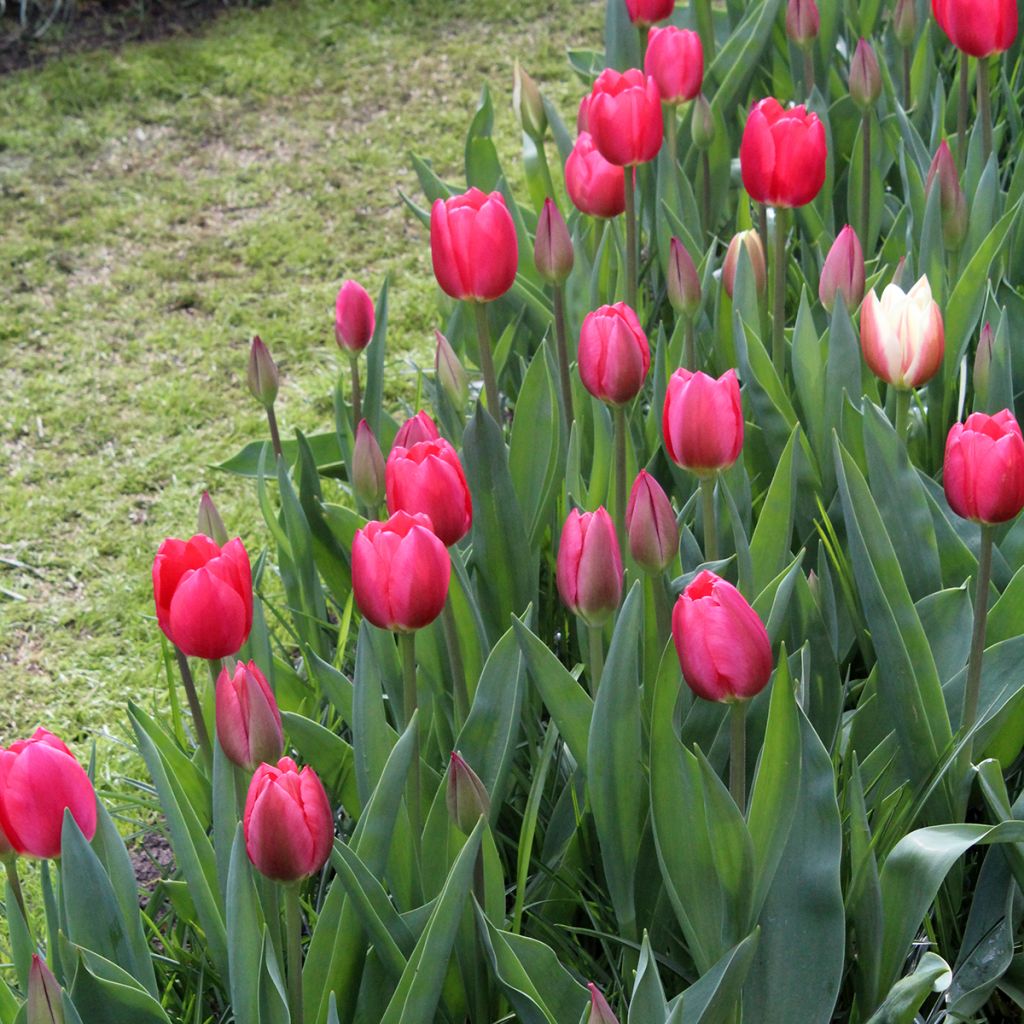 Tulipa 'Cherry Delight'