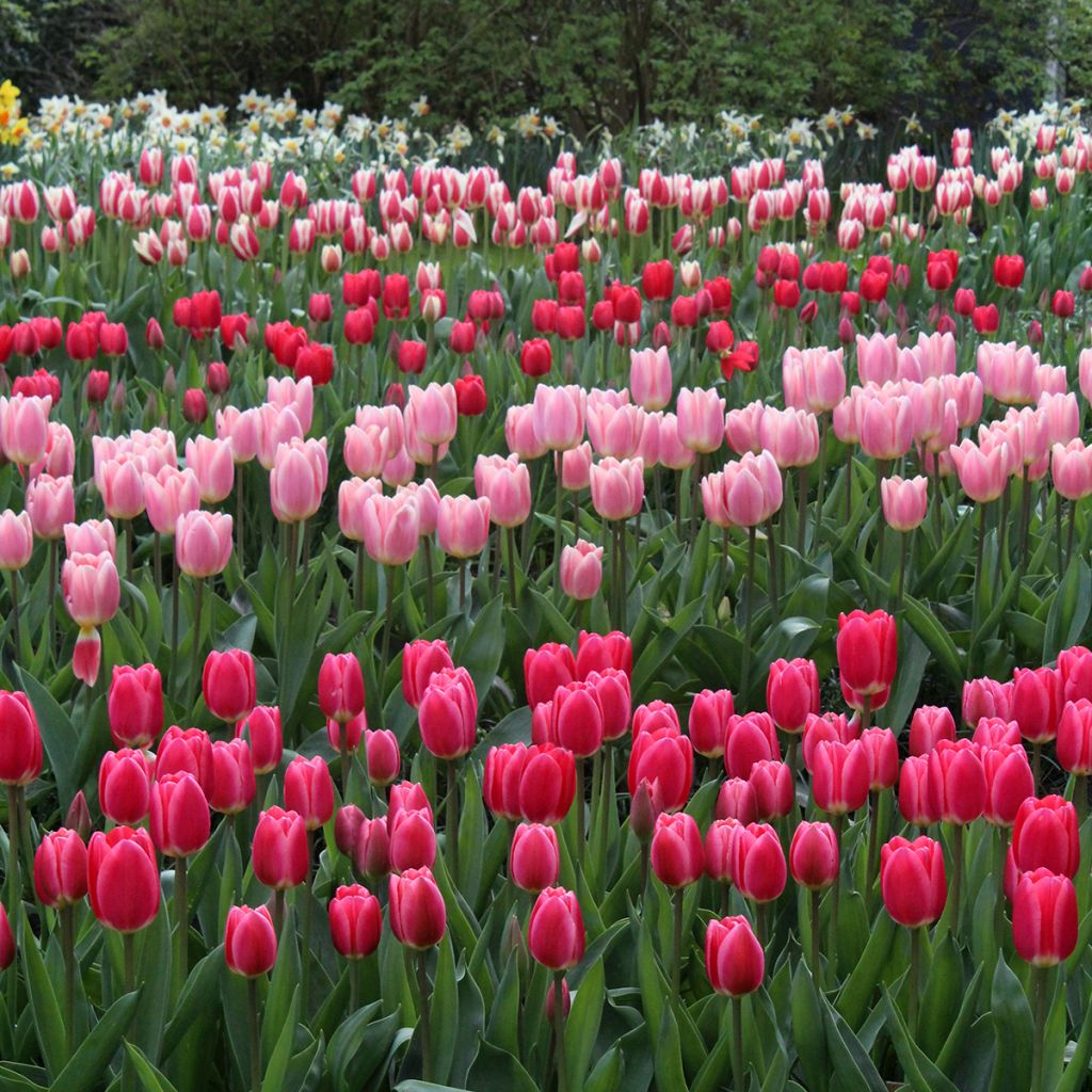 Tulipa 'Cherry Delight'
