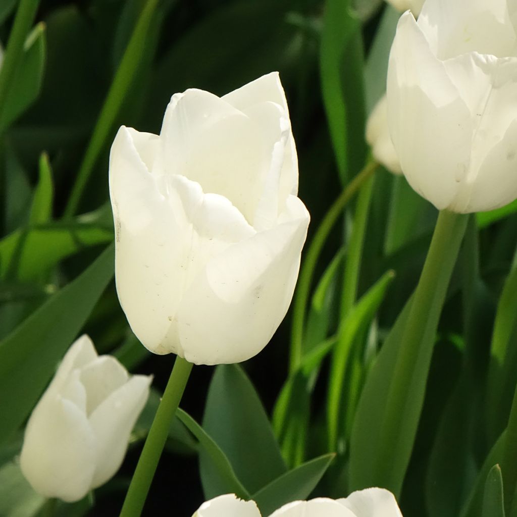 Tulipa Hakuun
