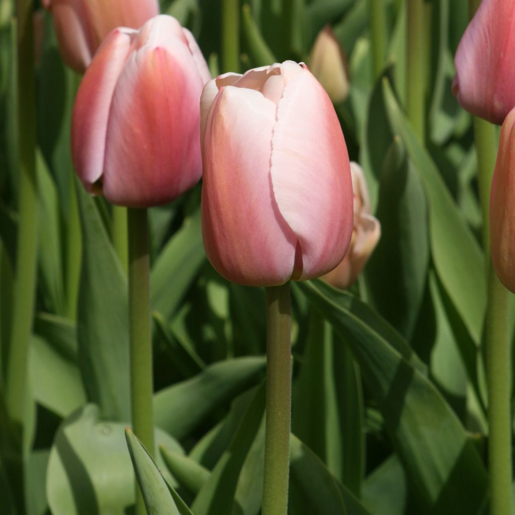 Tulipa Ollioules - Darwin hybrid Tulip
