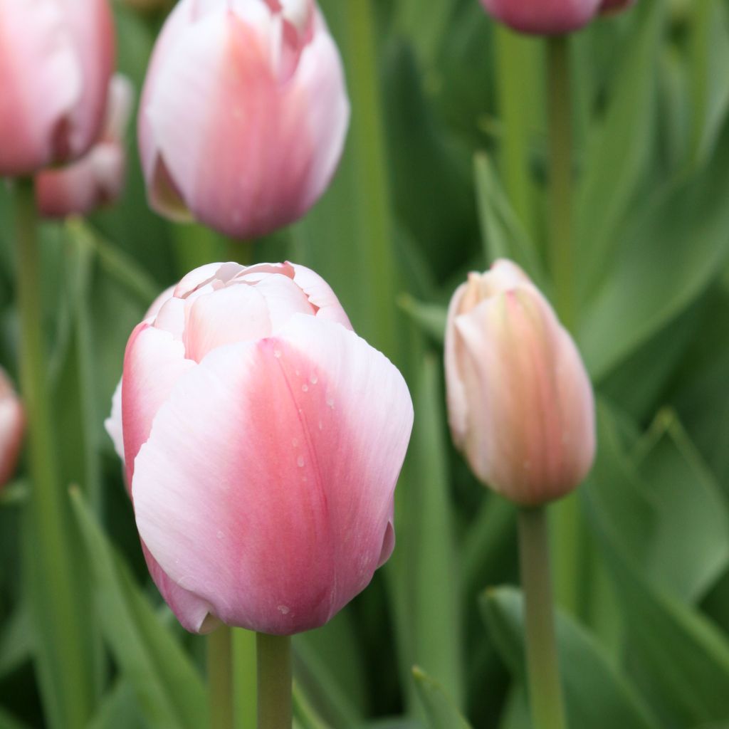 Tulipa Ollioules - Darwin hybrid Tulip