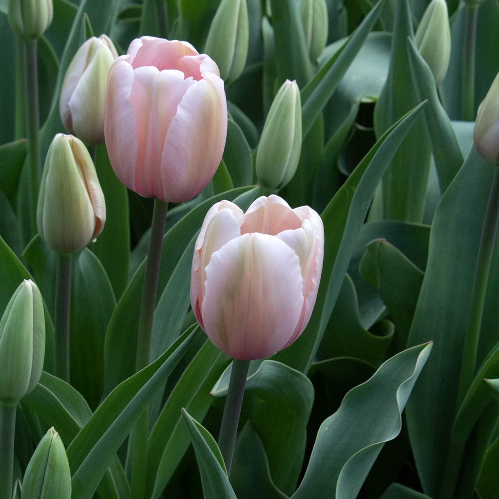 Tulipa Salmon Impression