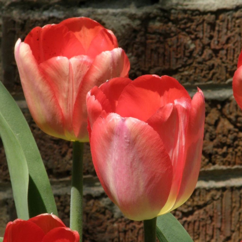 Tulipa Big Chief