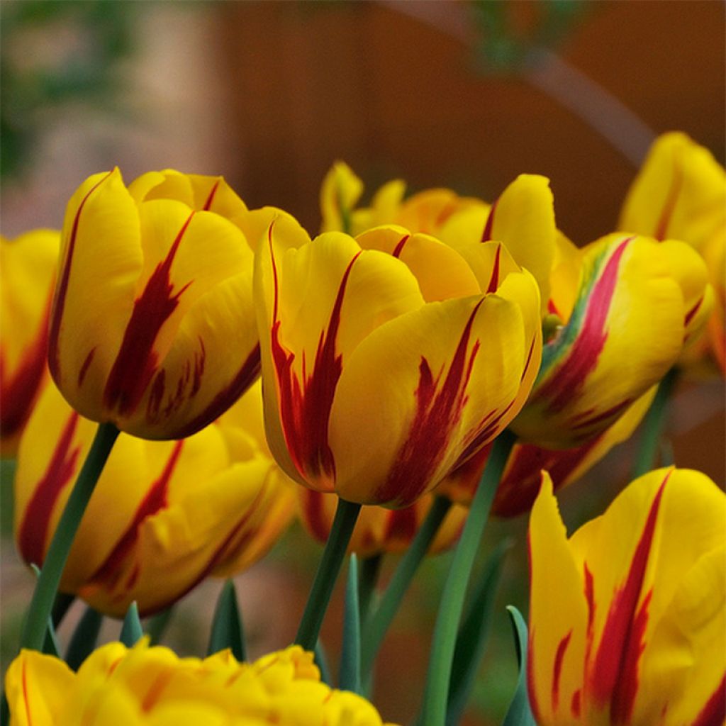 Tulipa Darwin hybrid Juliette - Darwin hybrid Tulip