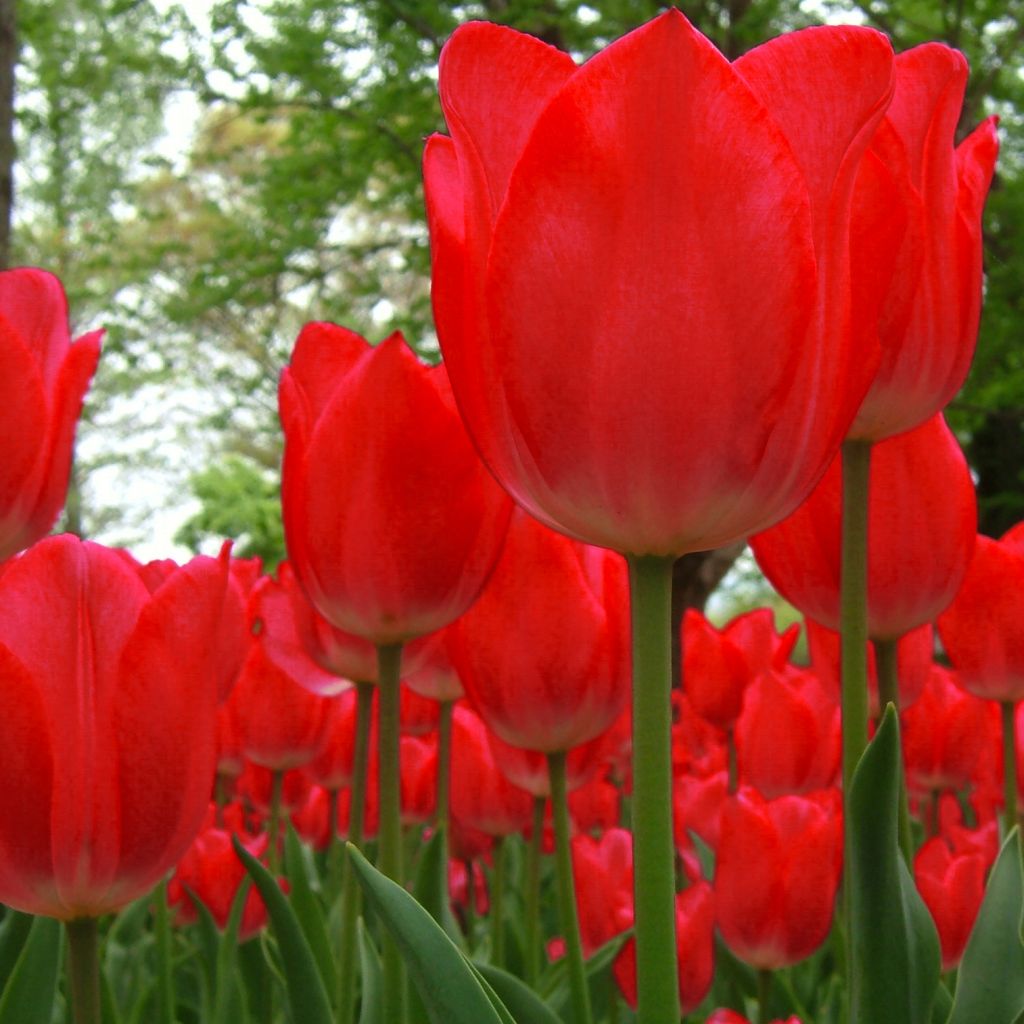 Tulipa Red Impression - Darwin hybrid Tulip
