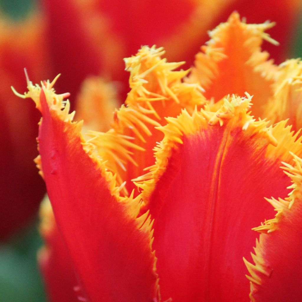 Tulipa crispa Fabio - Fringed Tulip