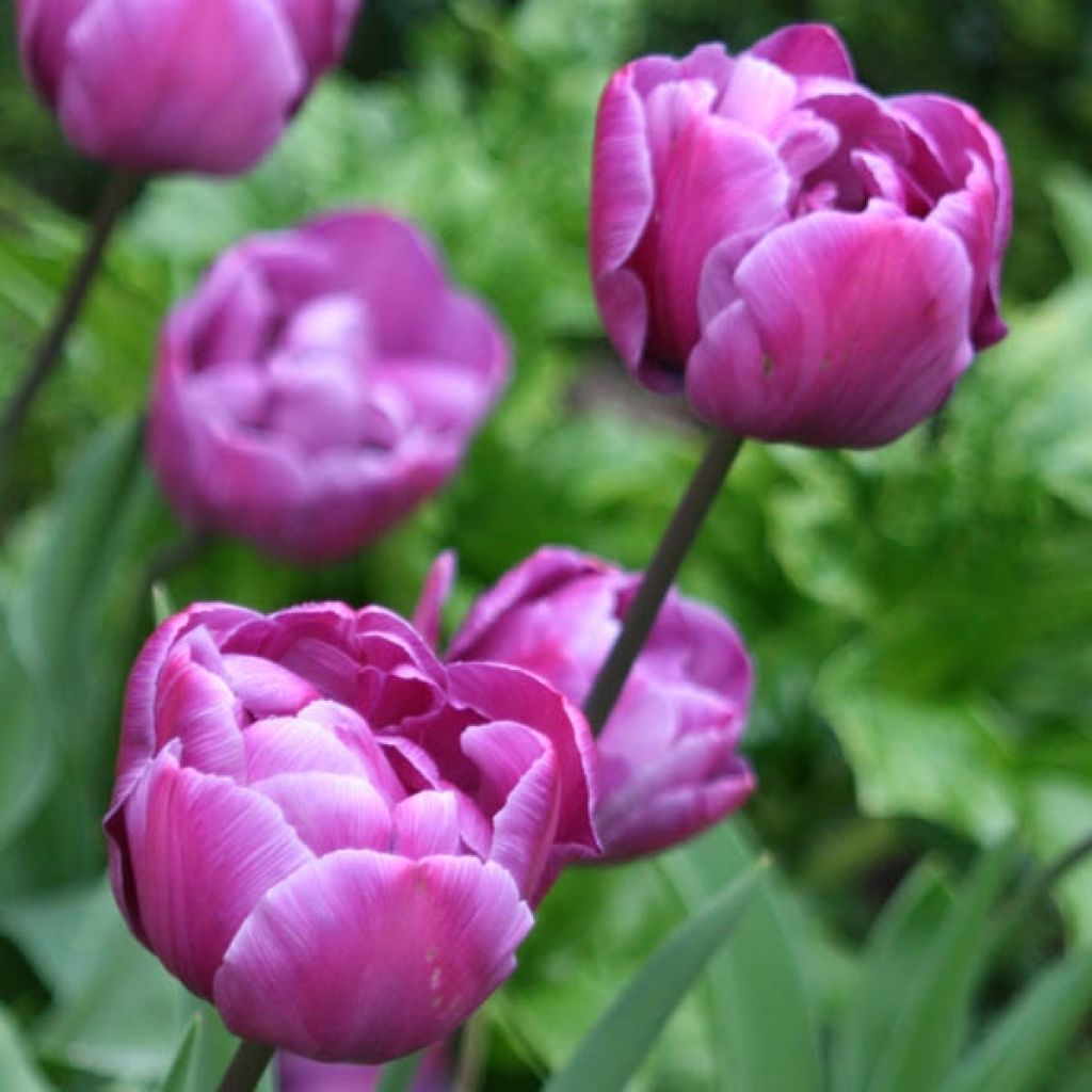 Tulipa Blue Diamond