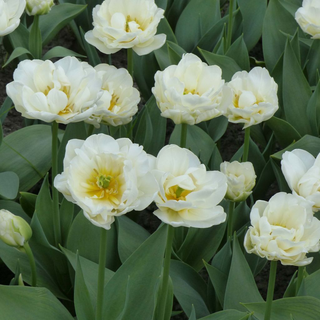 Tulipa Cool - Late double Tulip
