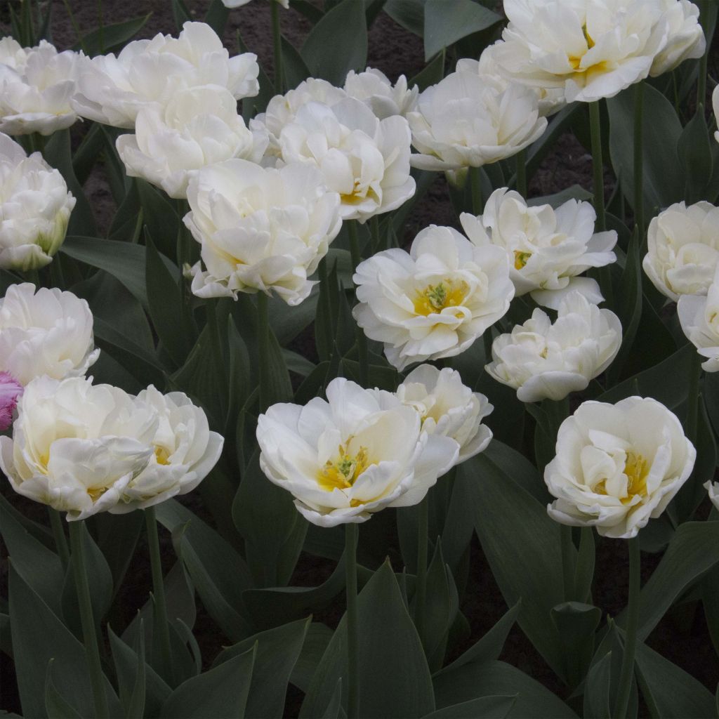 Tulipa Cool - Late double Tulip