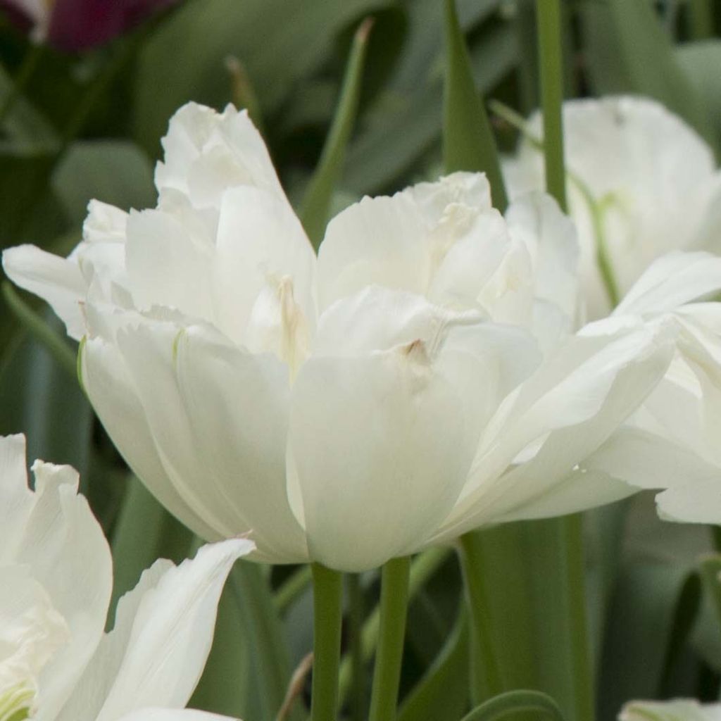 Tulipa Maureen Double