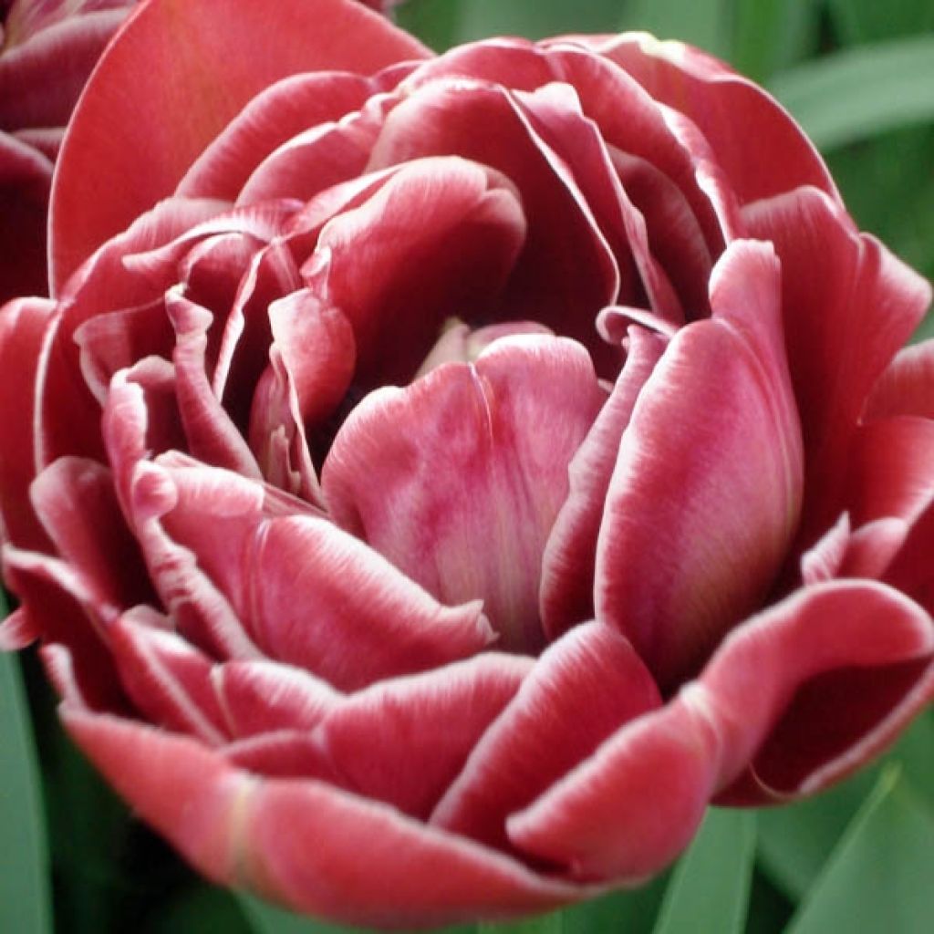 Tulipa Dream touch - Double Late Tulip