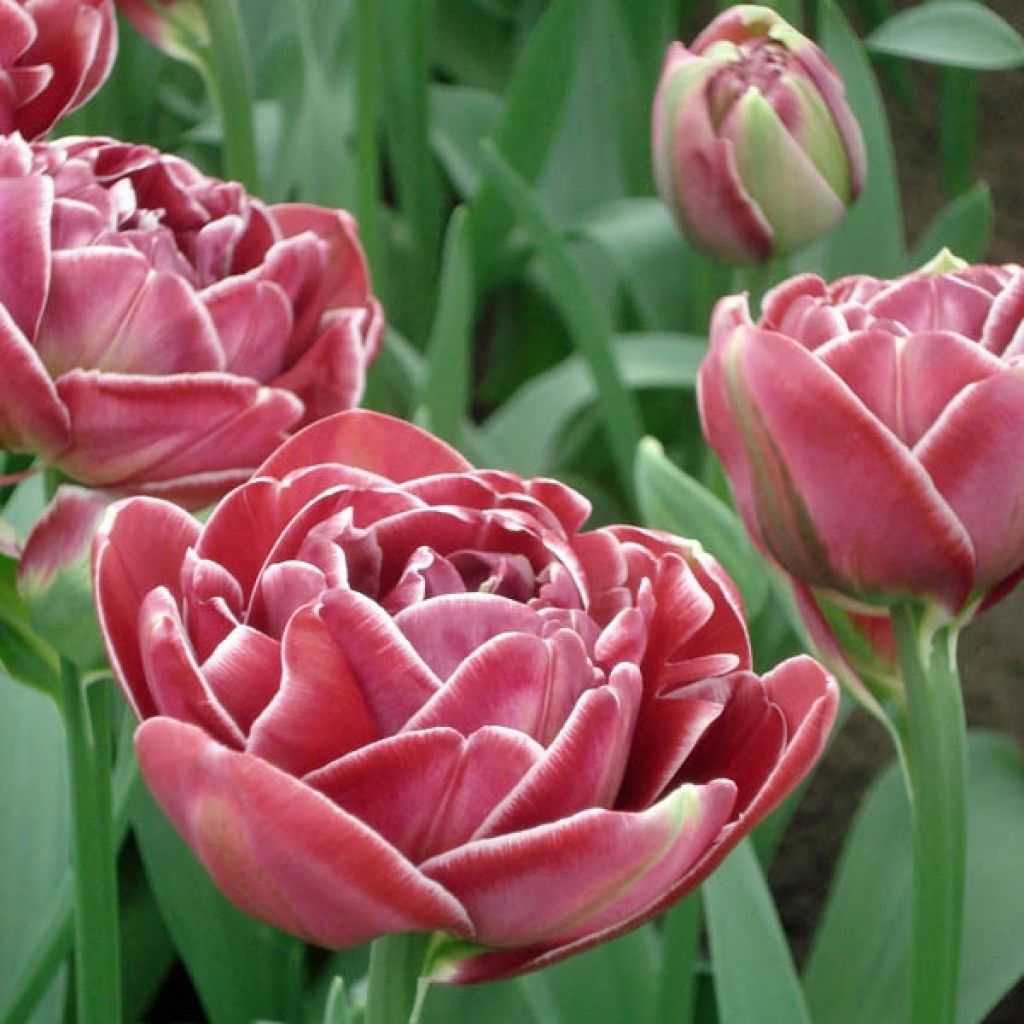 Tulipa Dream touch - Double Late Tulip