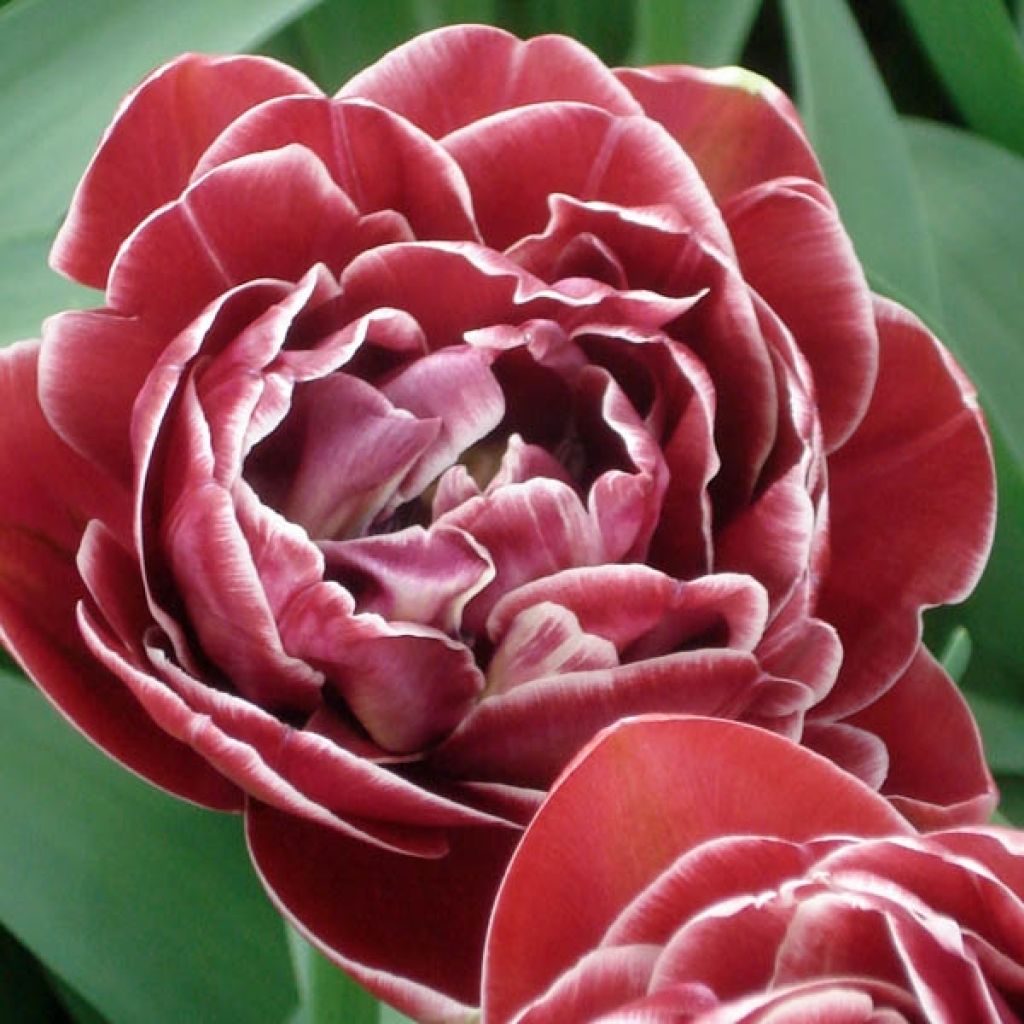 Tulipa Dream touch - Double Late Tulip