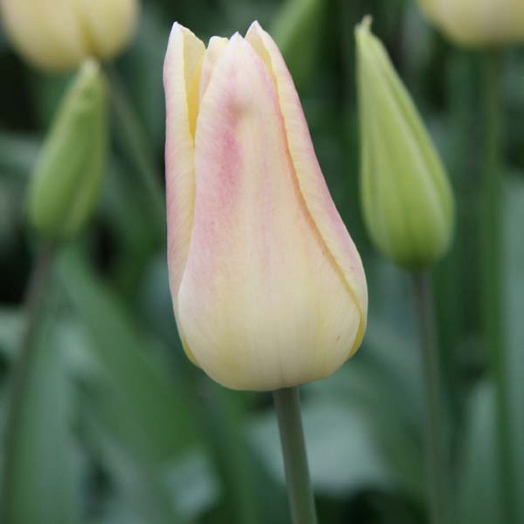 Tulipa Elegant Lady