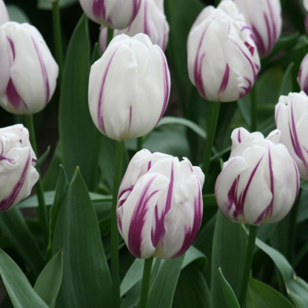Tulipa Triumph Flaming Flag