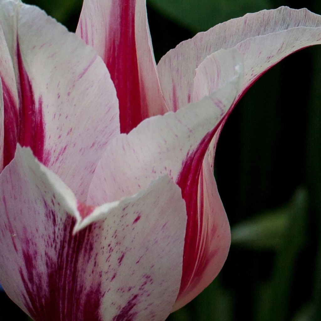 Tulipa Marilyn - Lily flowering Tulip