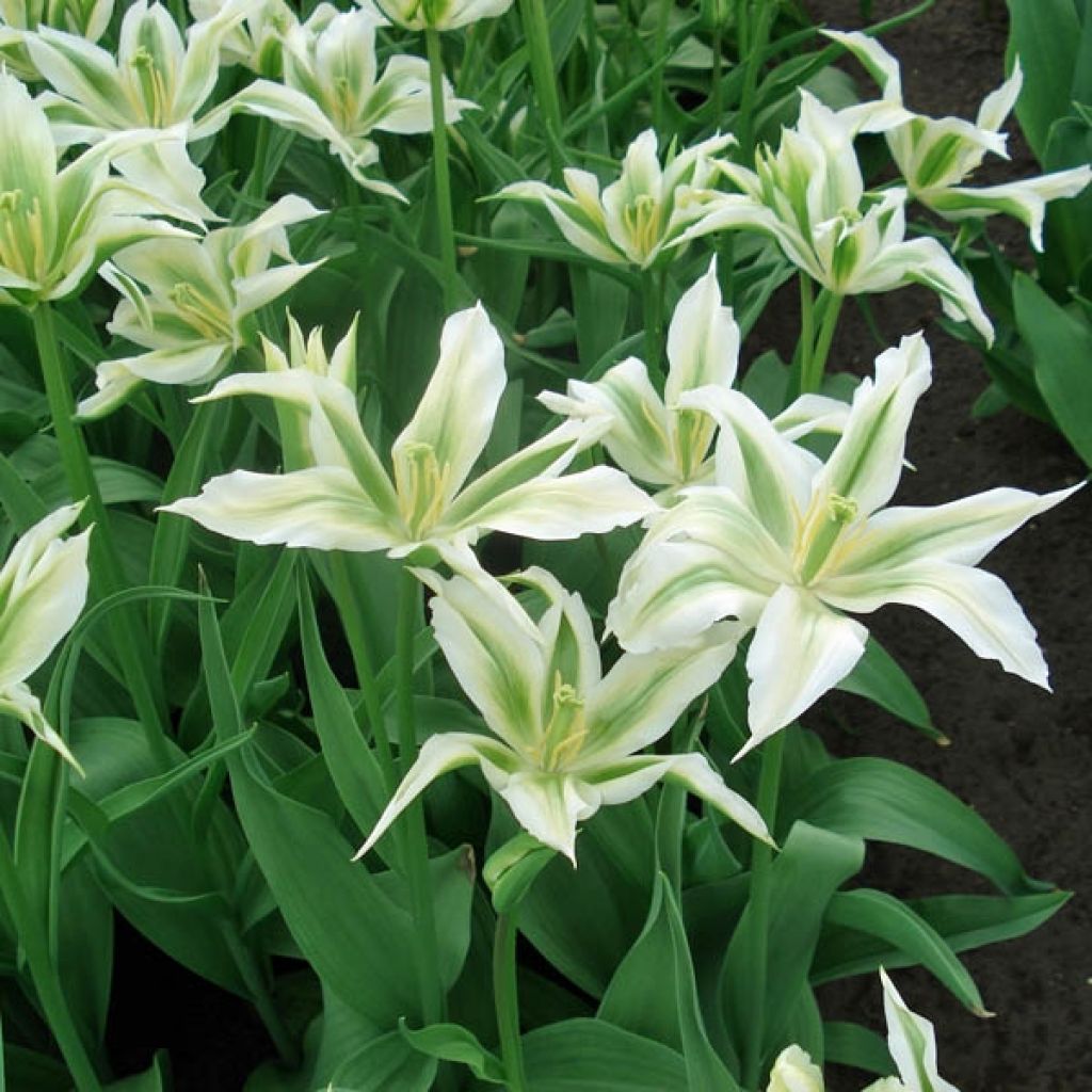 Tulipa Greenstar - Lily flowering Tulip