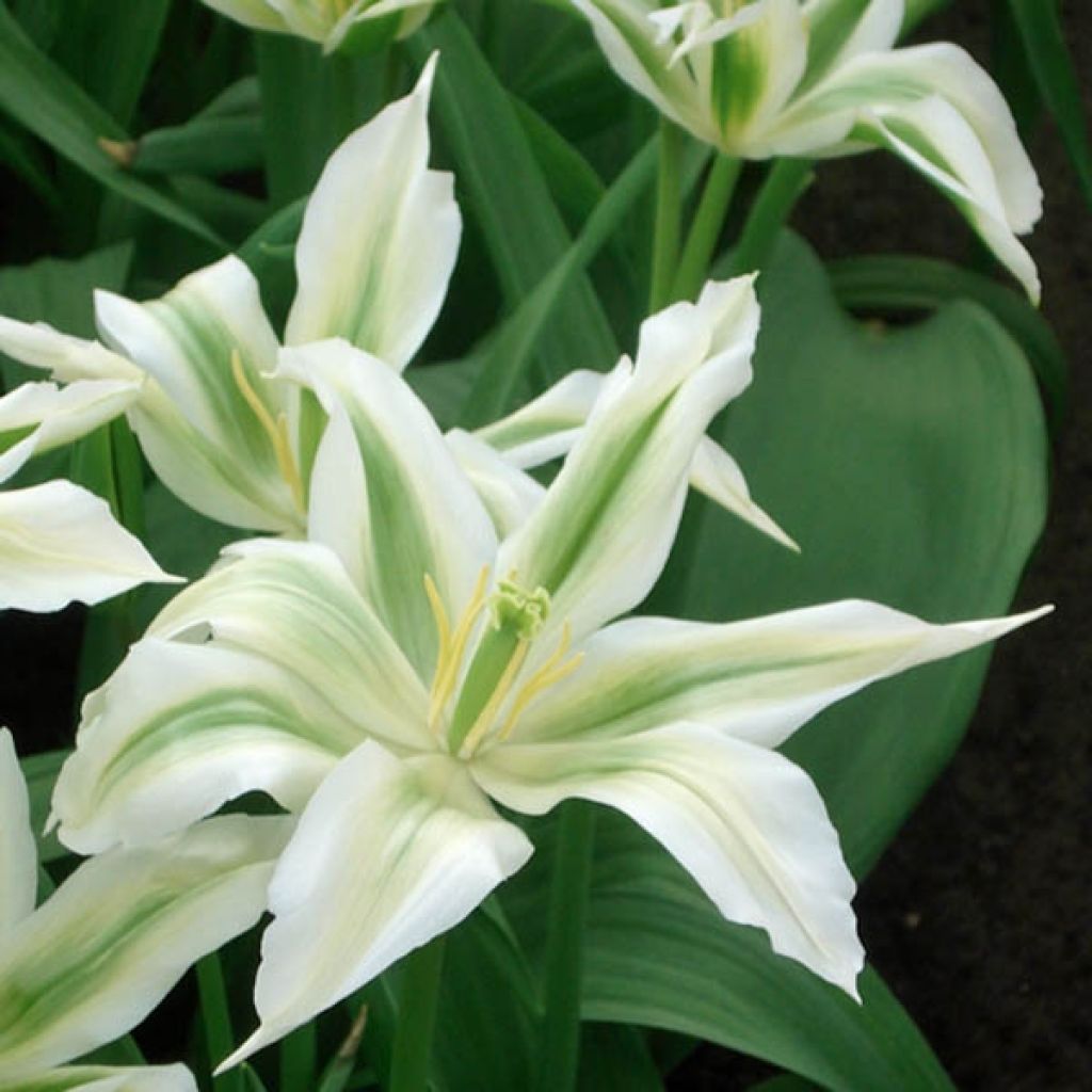 Tulipa Greenstar - Lily flowering Tulip