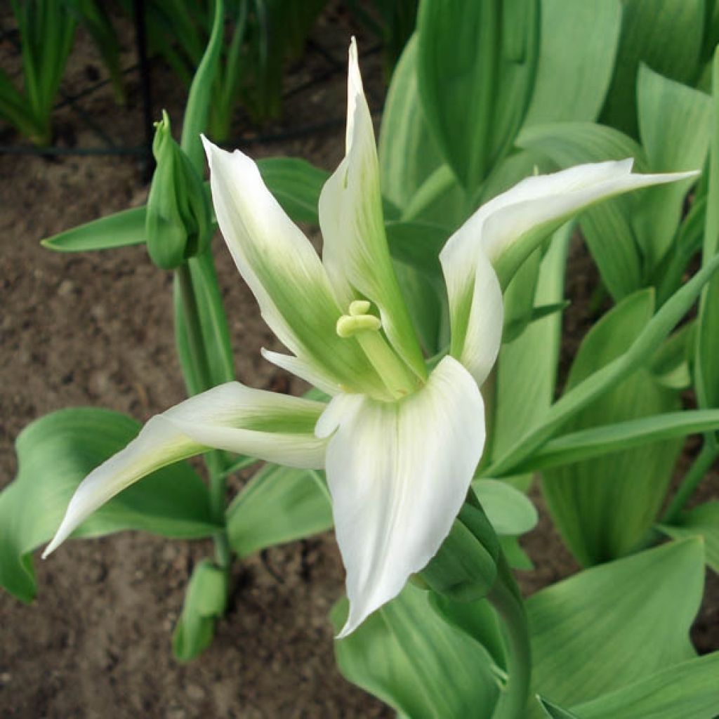 Tulipa Greenstar - Lily flowering Tulip