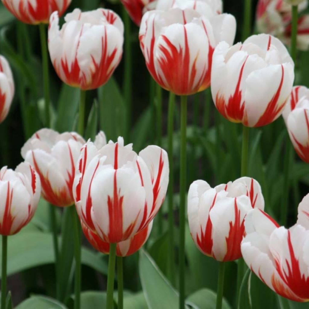 Tulipa Happy Generation - Triumph Tulip