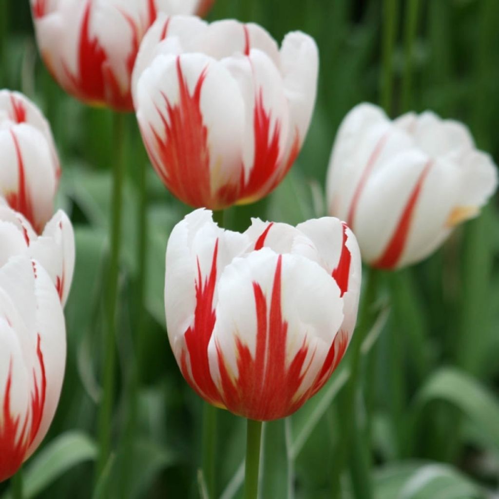 Tulipa Happy Generation - Triumph Tulip