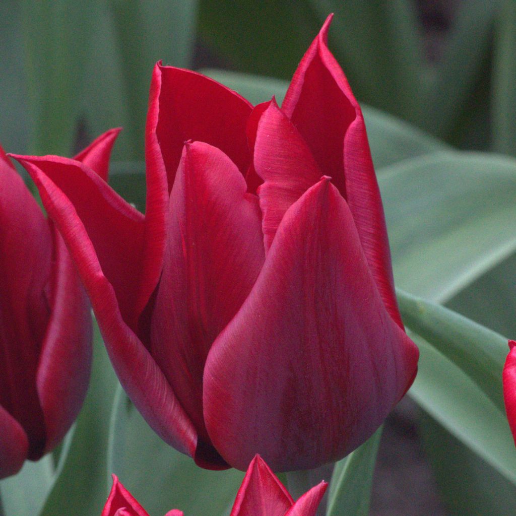 Tulipa Lasting Love - Lily flowering Tulip