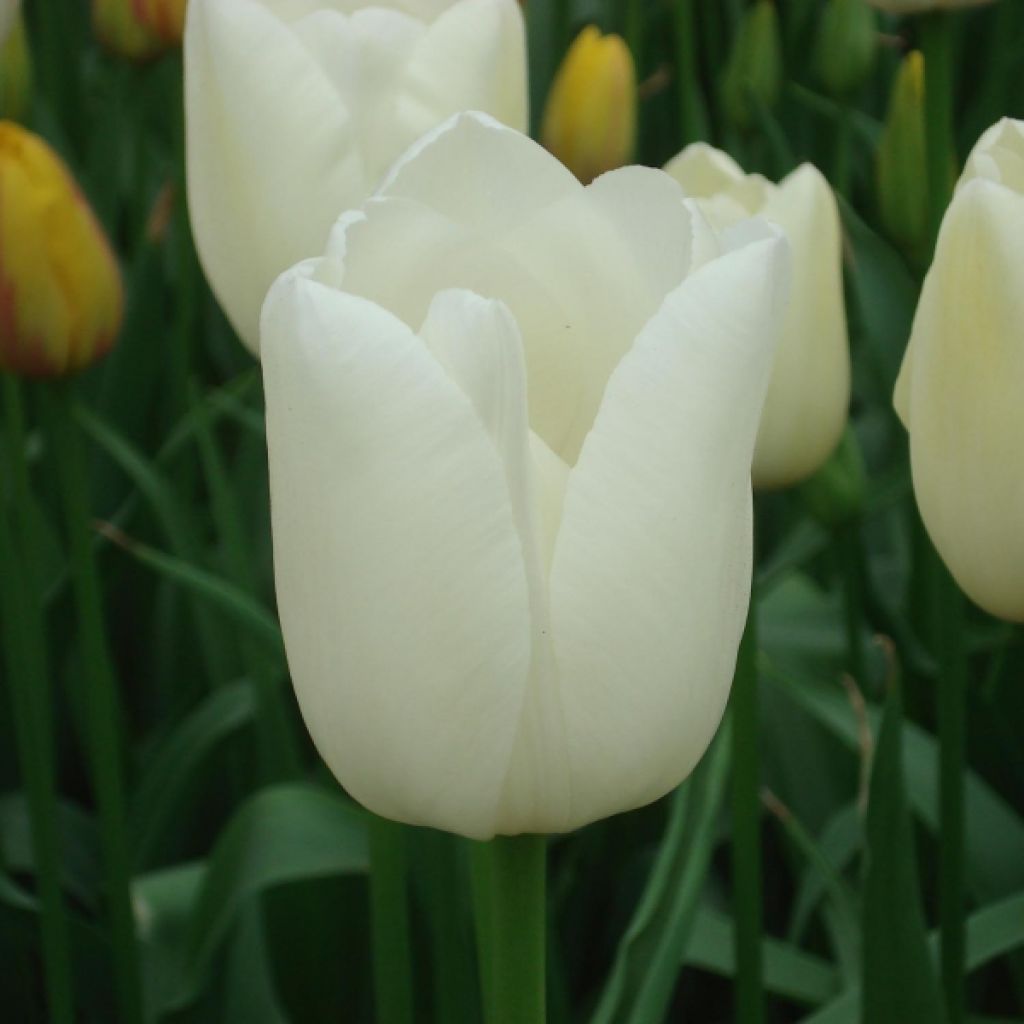 Tulipa Maureen - Early simple Tulip