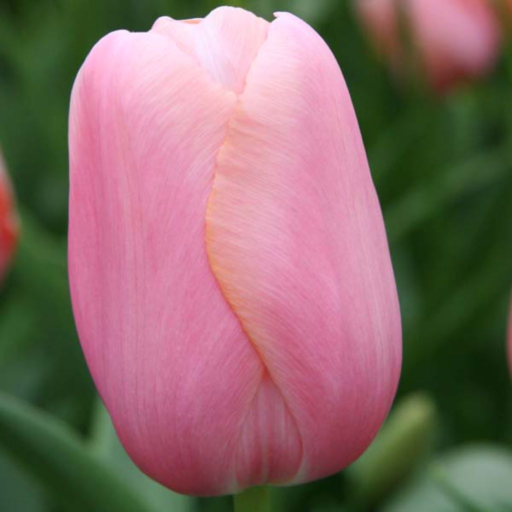 Tulipa Menton - Early simple Tulip