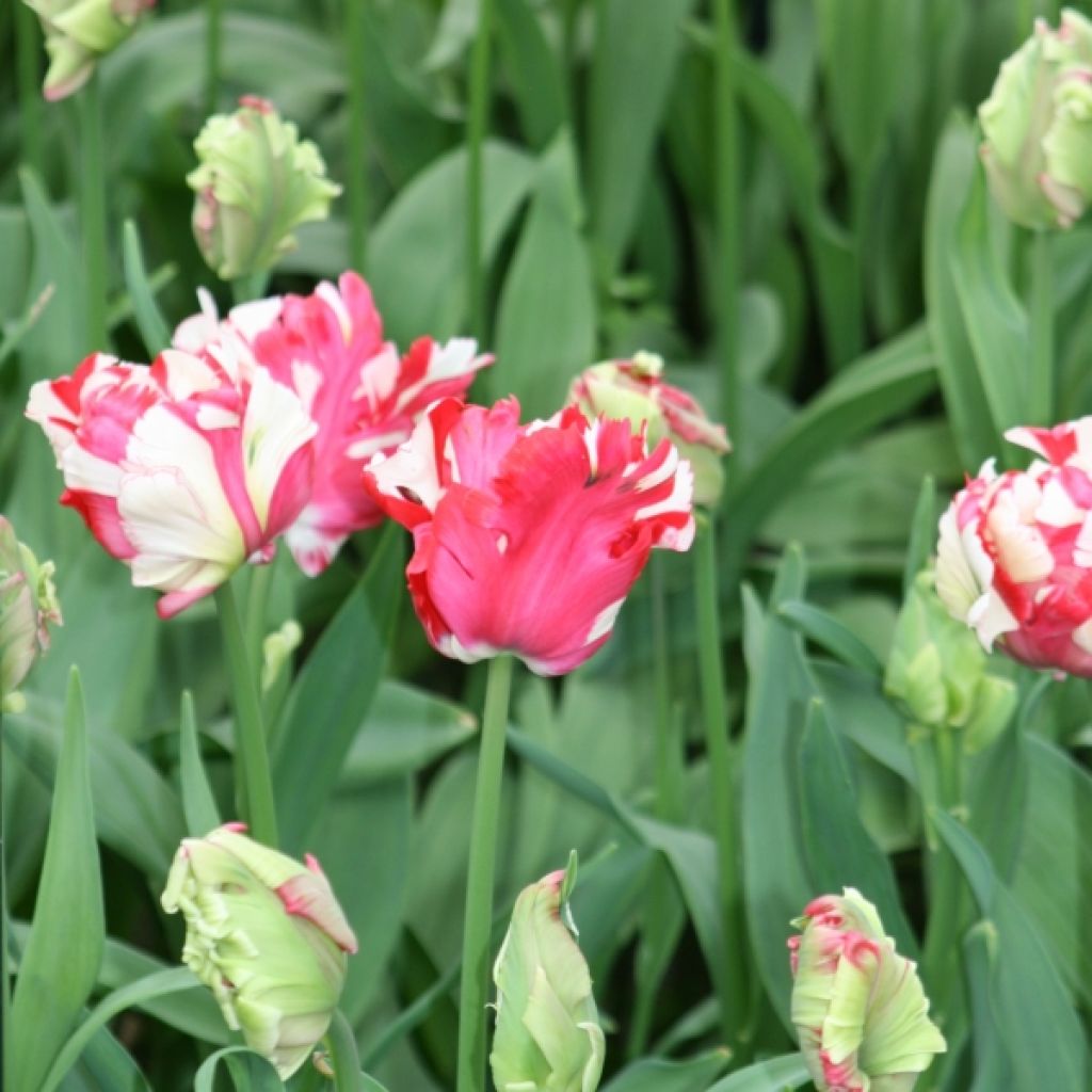 Tulipa Estella Rijnveld