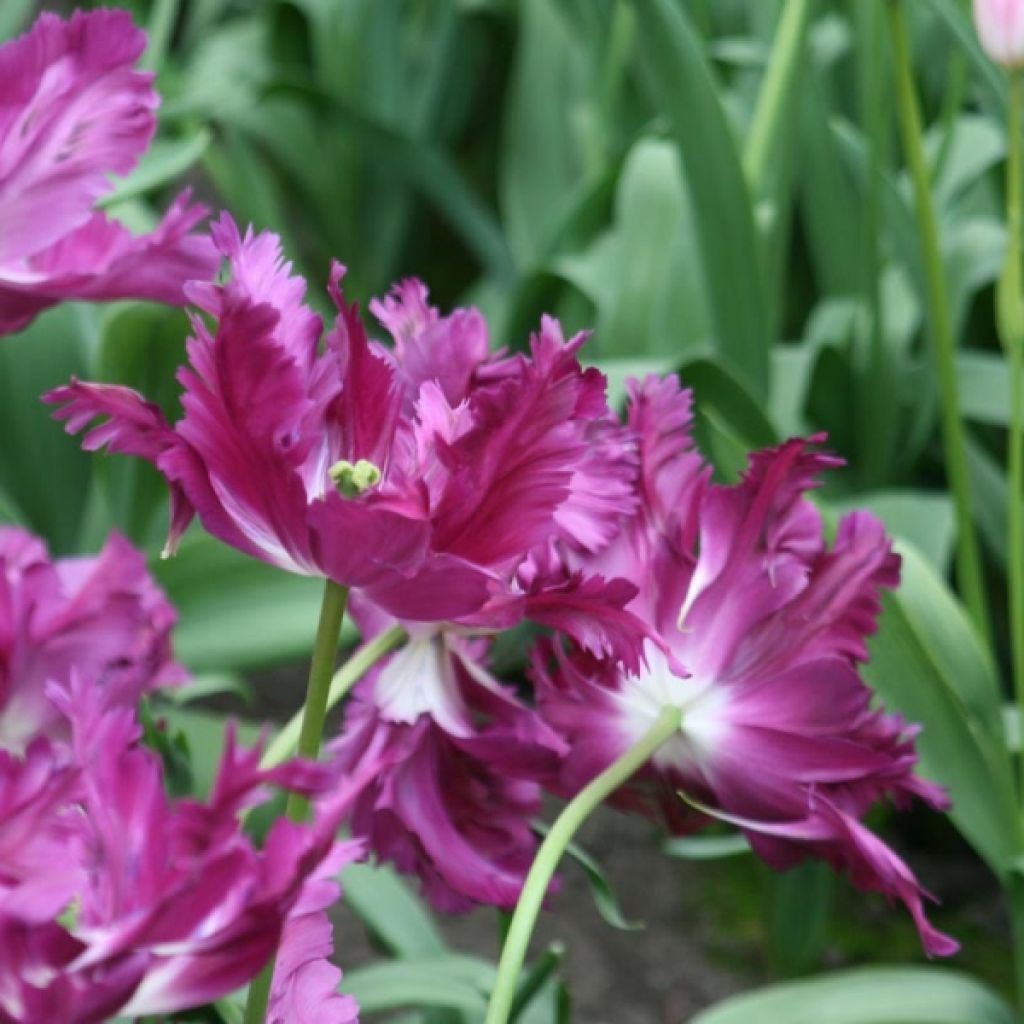 Tulipa Negrita Parrot