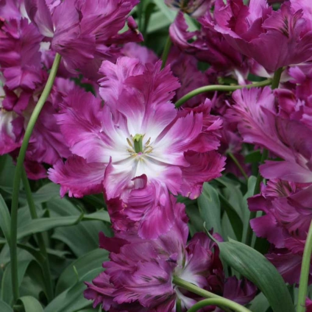 Tulipa Negrita Parrot