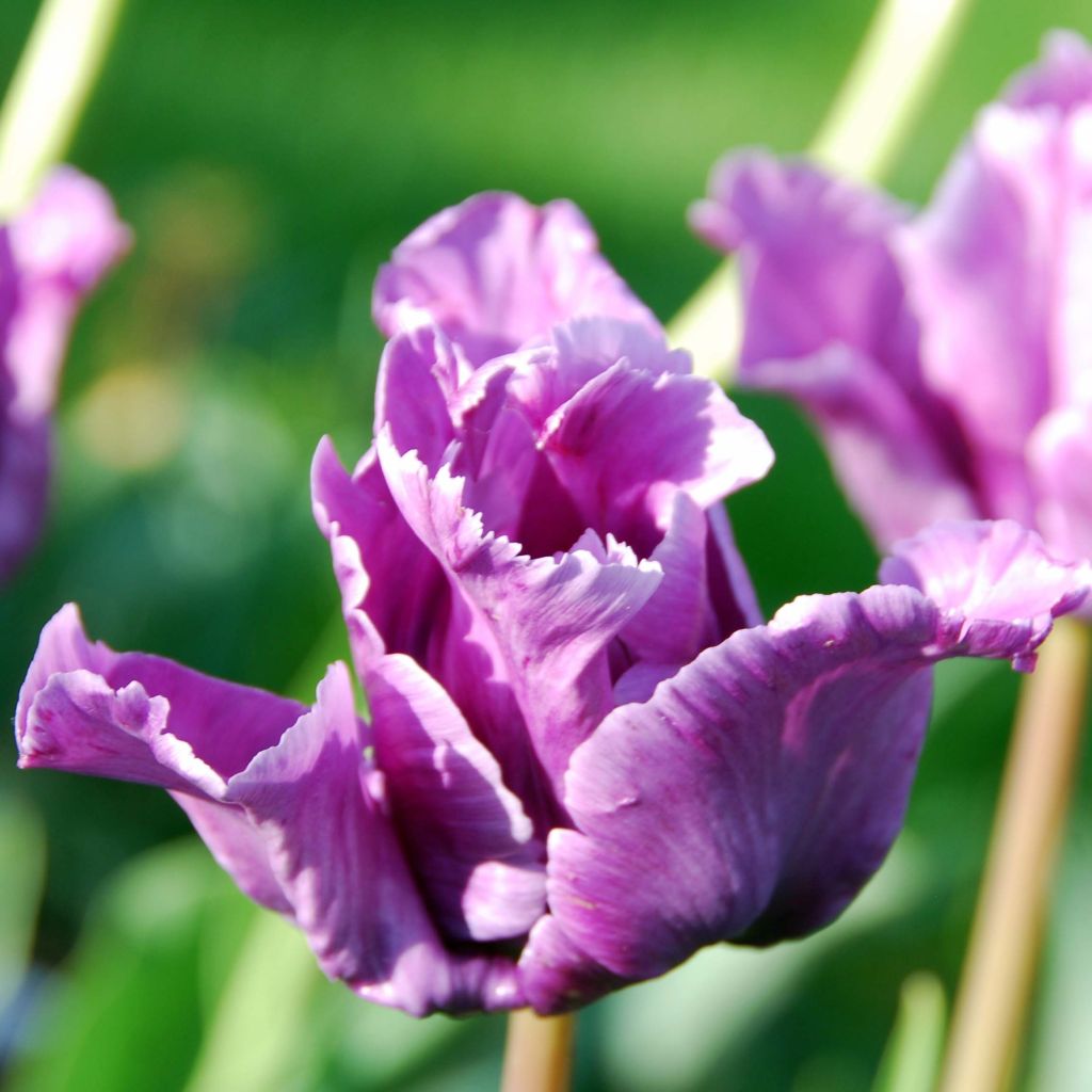 Tulipa Blue Parrot - Parrot Tulip