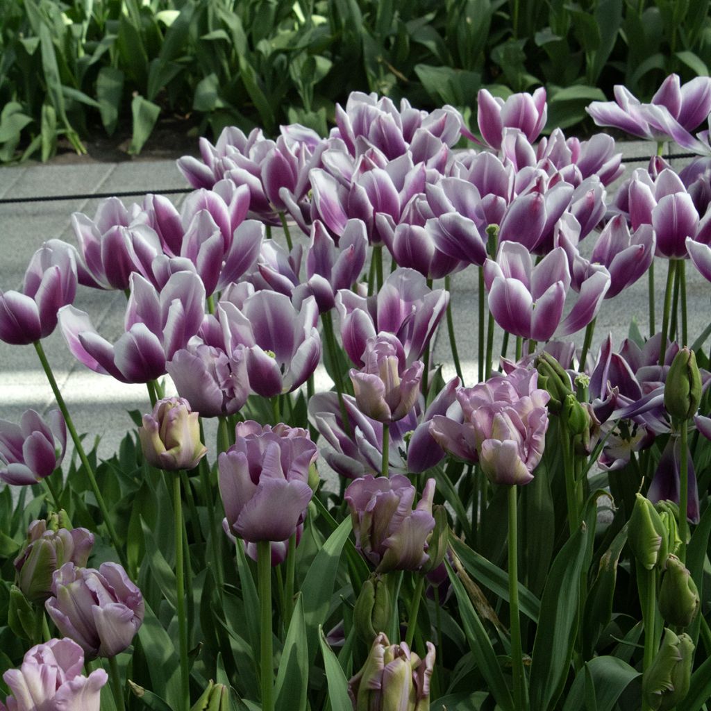 Tulipa James Last - Parrot Tulip