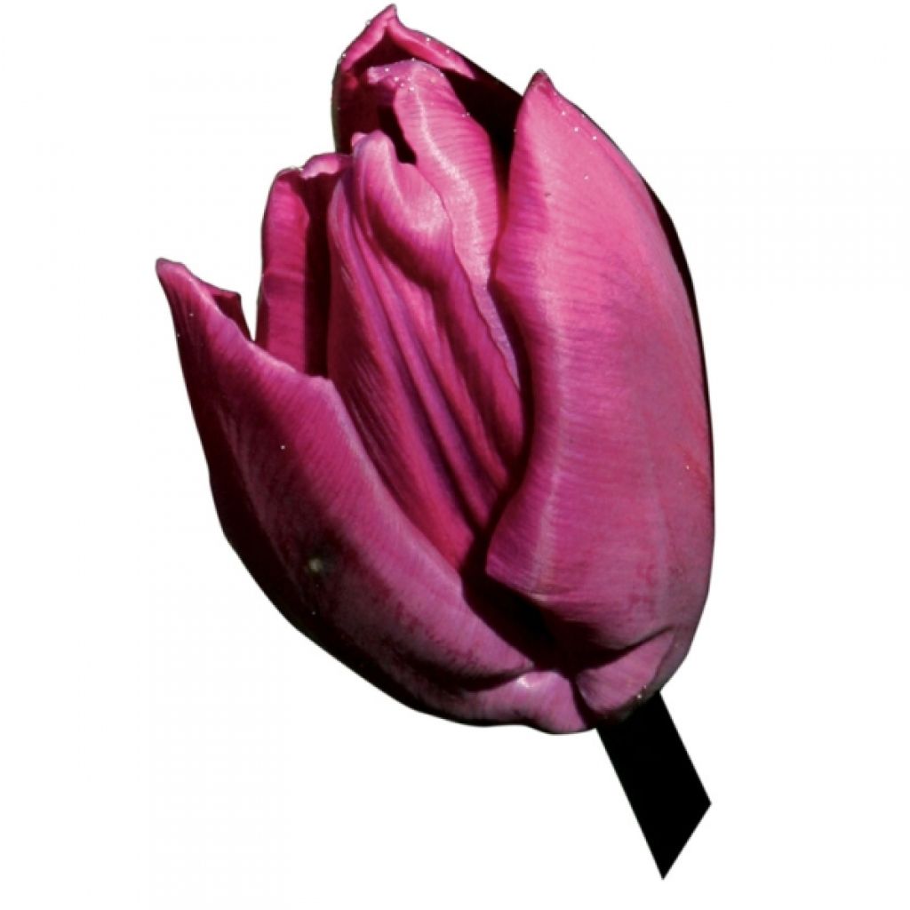 Tulipa Purple Prince - Early simple Tulip