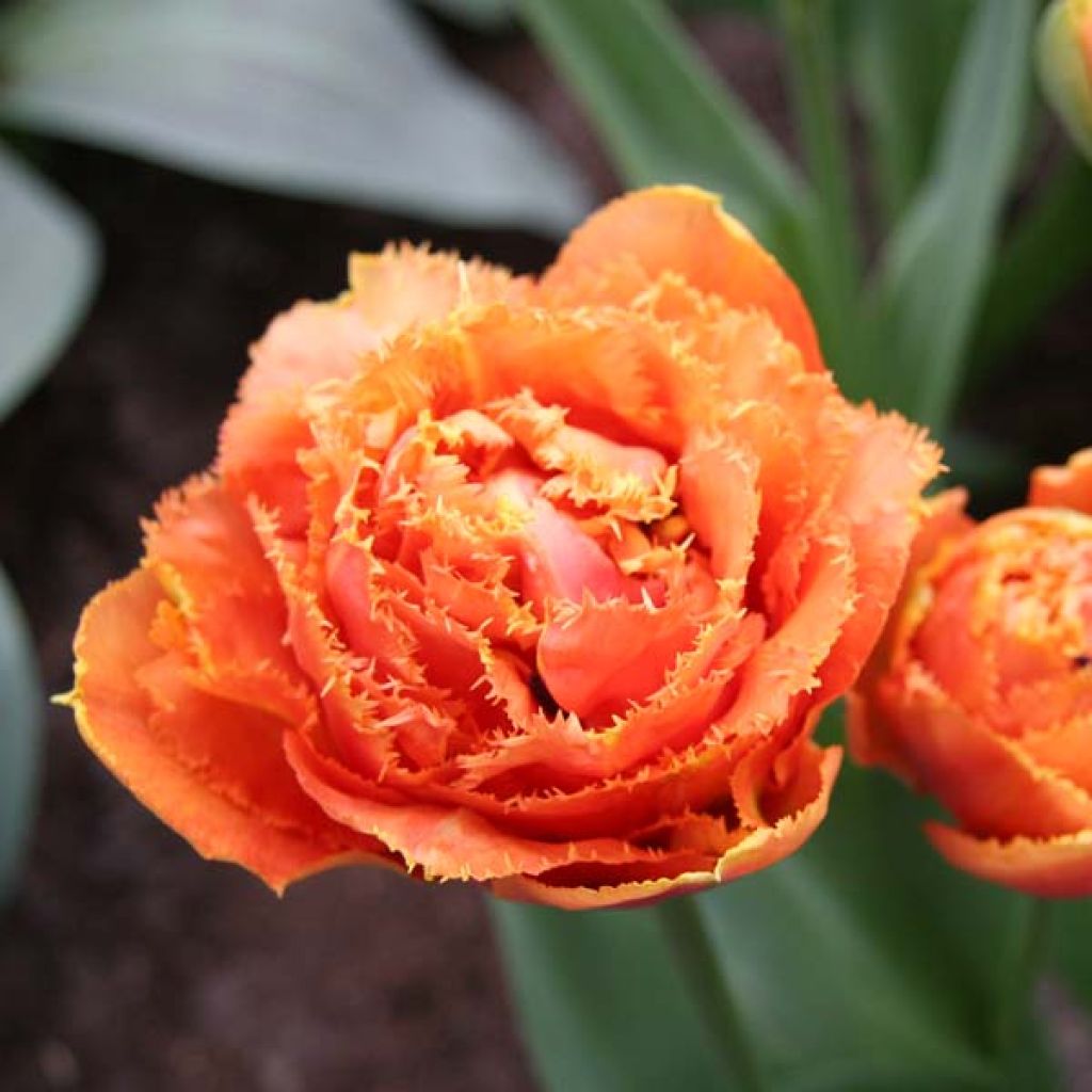 Tulipa crispa Sensual Touch - Fringed Tulip