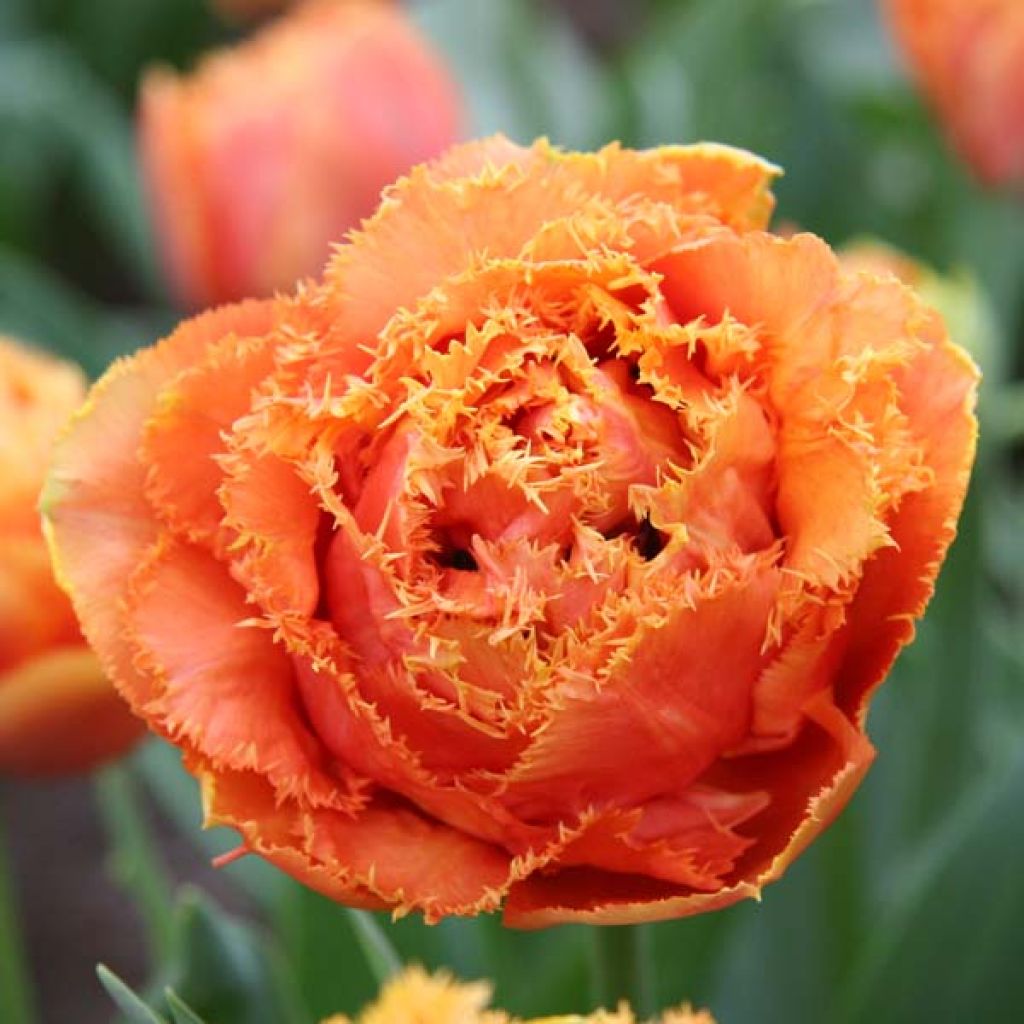 Tulipa crispa Sensual Touch - Fringed Tulip