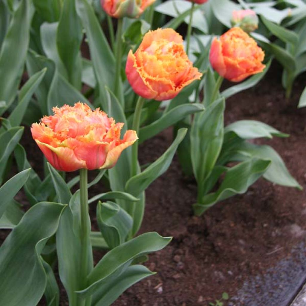 Tulipa crispa Sensual Touch - Fringed Tulip