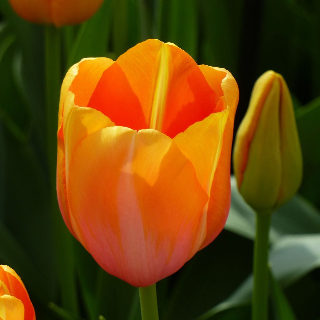 Tulipa Dordogne - Early simple Tulip