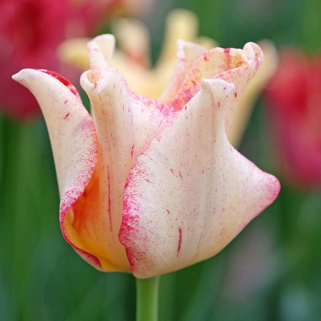 Tulipa Striped Crown