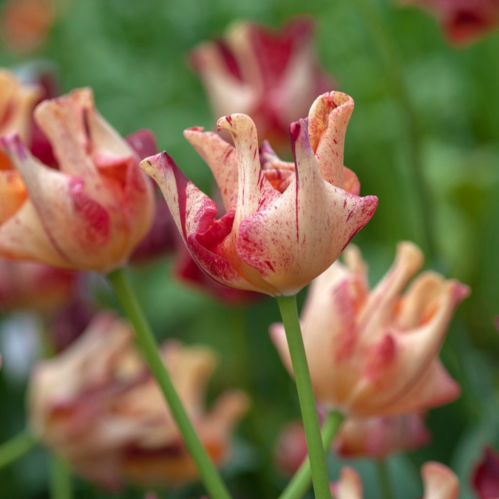 Tulipa Striped Crown