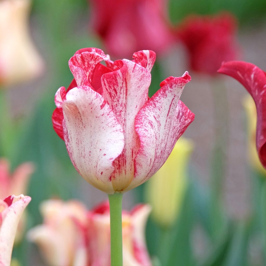 Tulipa Striped Crown