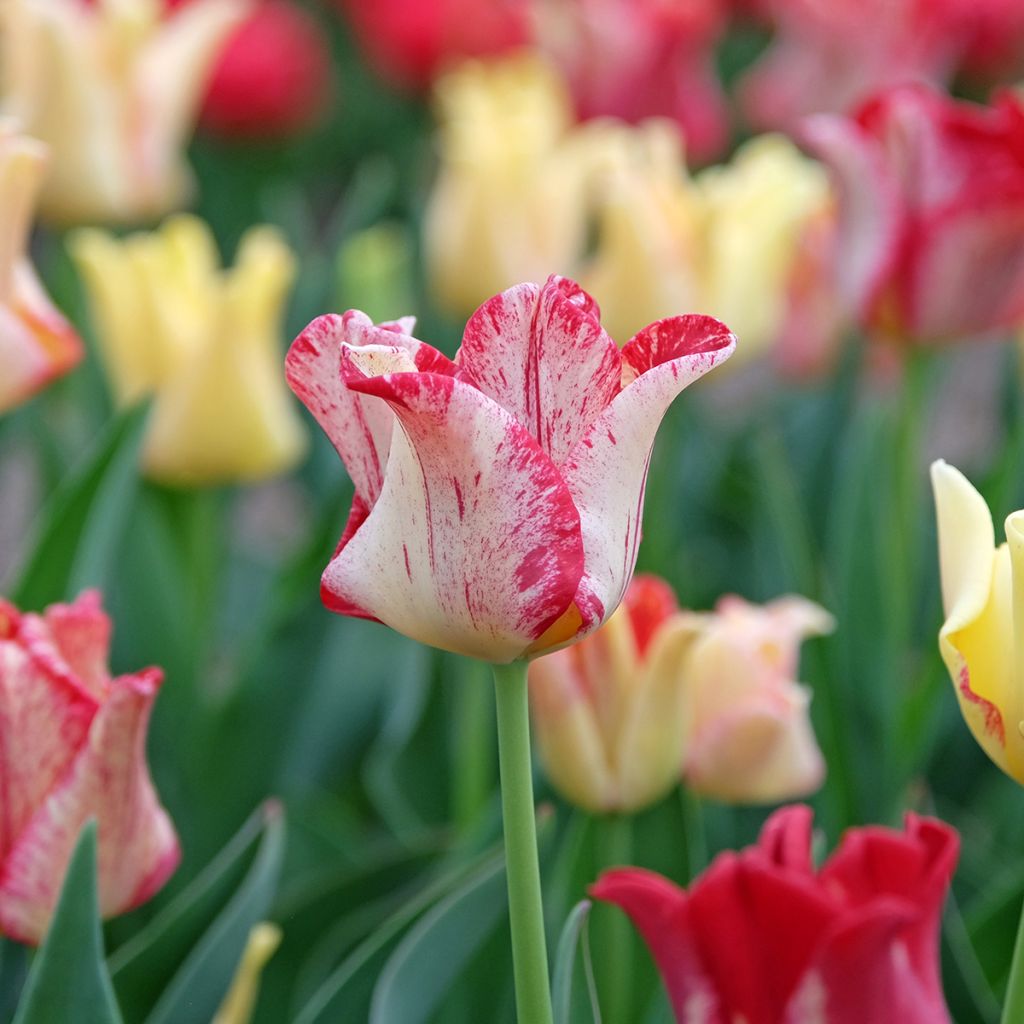 Tulipa Striped Crown