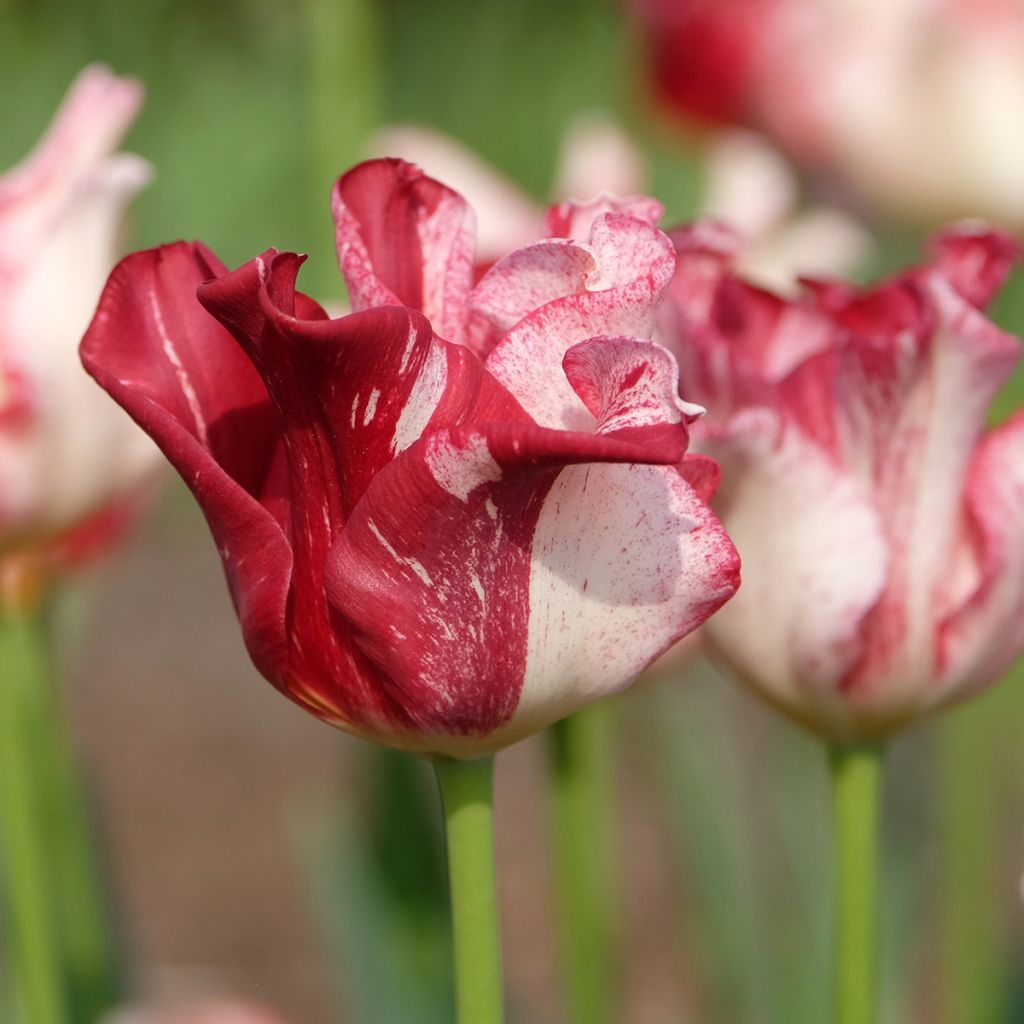 Tulipa Striped Crown