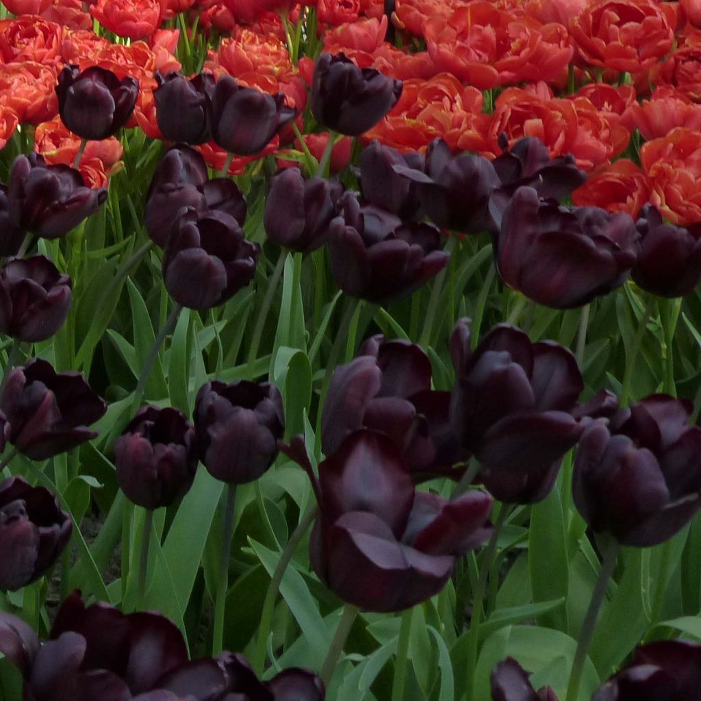 Tulipa Continental